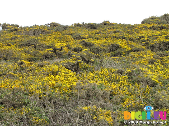 SX05235 Field yellow of Gorse (Ulex europaeus)